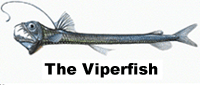 Viperfish